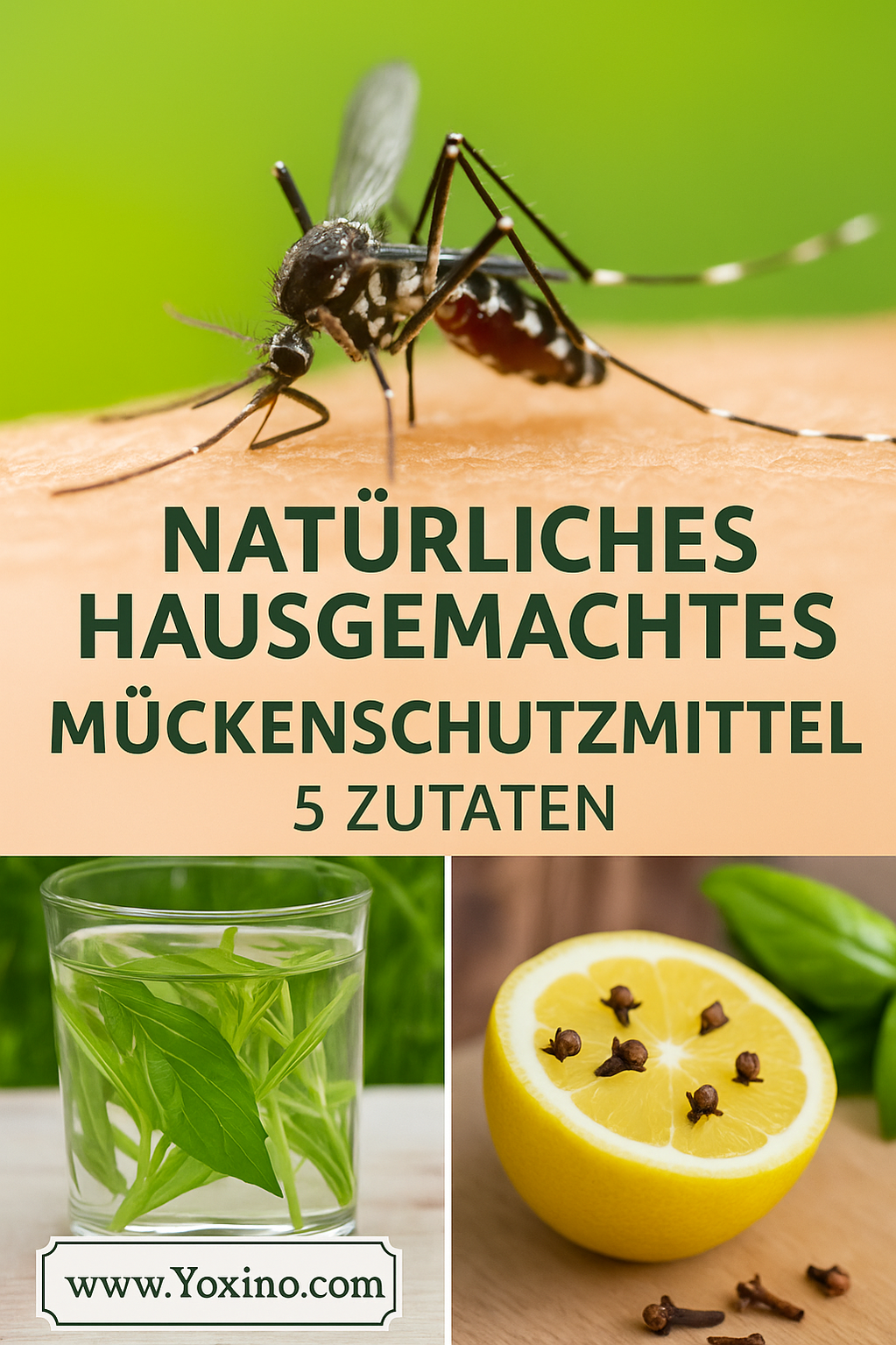 So wirst du Mücken im Haus endlich los